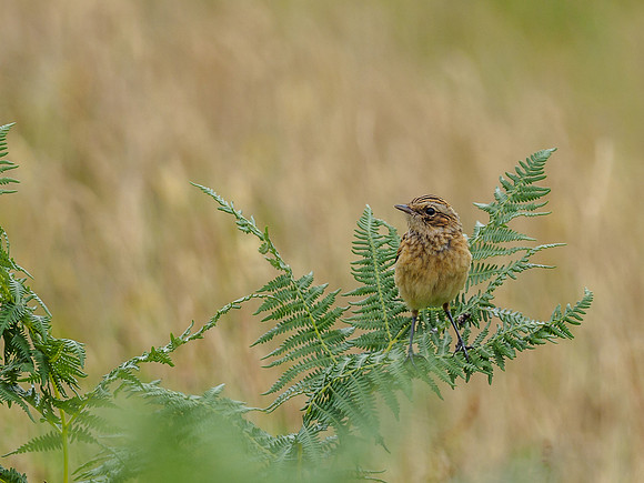 Female Stonechat (Saxicola rubicola) (1) [1807061]