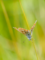Common Blue (Polyommatus icarus) (2) [1807017]