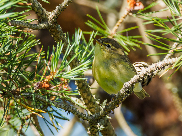 Willow Warbler (Phylloscopus trochilus) 4) [1807079]