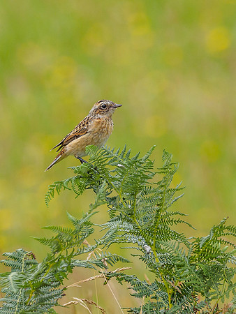 Female Stonechat (Saxicola rubicola) (2) [1807062]