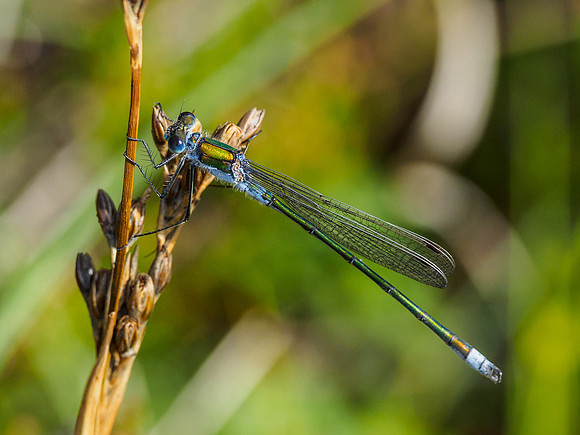 Male Emerald Damselfly (Lestes sponsa) (1) [1807080]