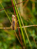 Common Green Grasshopper (Omocestus viridulus) (1) [1807020]