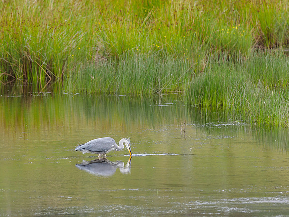 Grey Heron (Ardea cinerea) (3) [1807058]