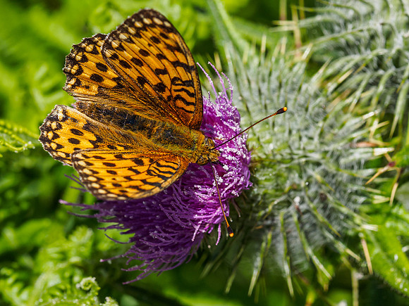 Dark Green Fritillary (Argynnis aglaja) (5) [1807028]