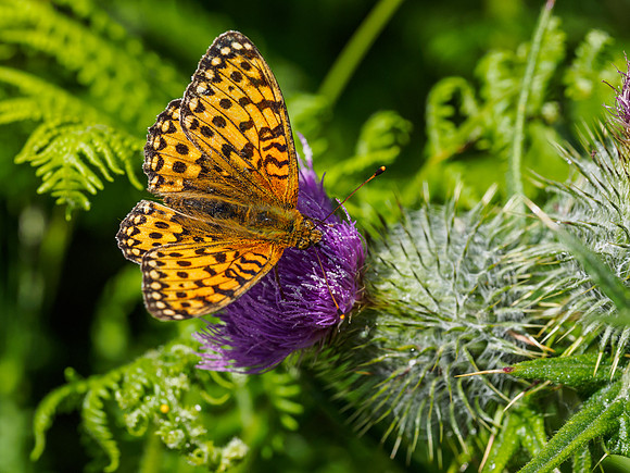 Dark Green Fritillary (Argynnis aglaja) (3) [1807026]