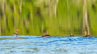 Greylag Geese (Anser anser) [1807007]