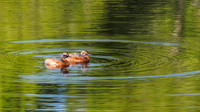 Slavonian Grebe (Podiceps auritus) (1) [1807008]