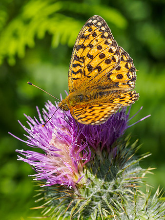 Dark Green Fritillary (Argynnis aglaja) (6) [1807029]