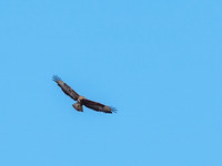 Common Buzzard (Buteo buteo) [1807004]
