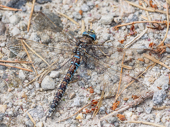 Dragonfly [1807014]