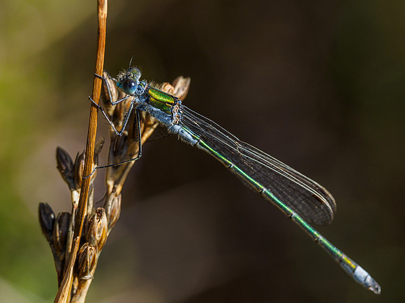 Male Emerald Damselfly (Lestes sponsa) (2) [1807081]