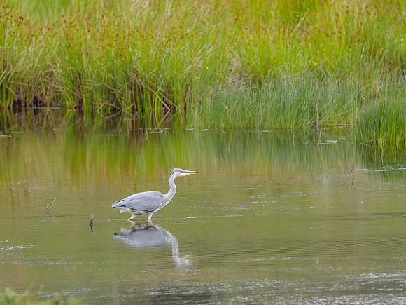 Grey Heron (Ardea cinerea) (2) [1807057]