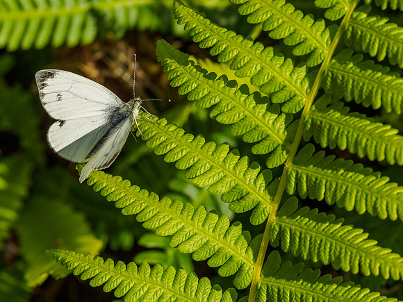 Small White Butterfly (Pieris rapae) [1807052]