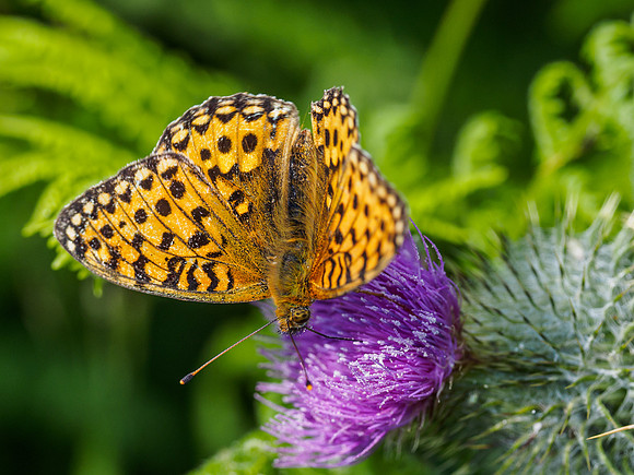 Dark Green Fritillary (Argynnis aglaja) (2) [1807025]