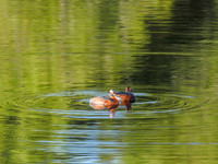 Slavonian Grebe (Podiceps auritus) (2) [1807009]
