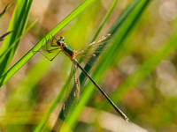 Damselfly (1) [1807012]