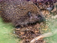 Hedgehog (Erinaceus europaeus) [1807005]