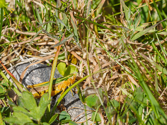 Common Green Grasshopper (Omocestus viridulus) (3) [1807022]