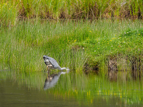 Grey Heron (Ardea cinerea) (4) [1807059]