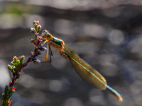Damselfly (2) [1807013]