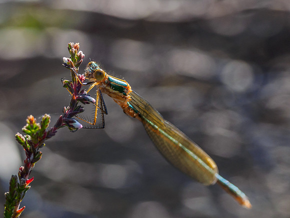 Damselfly (2) [1807013]