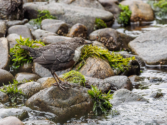 Juvenile Dipper [1807075]