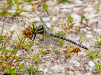 Golden-ringed Dragonfly (Cordulegaster boltonii) [1807015]