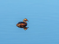 Double Duck [1807010]