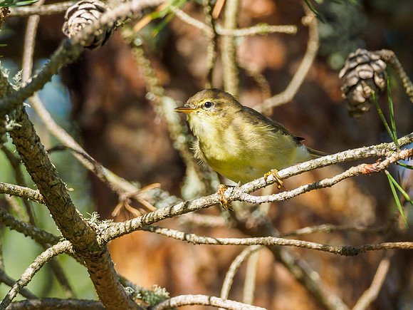 Willow Warbler (Phylloscopus trochilus) (2) [1807077]