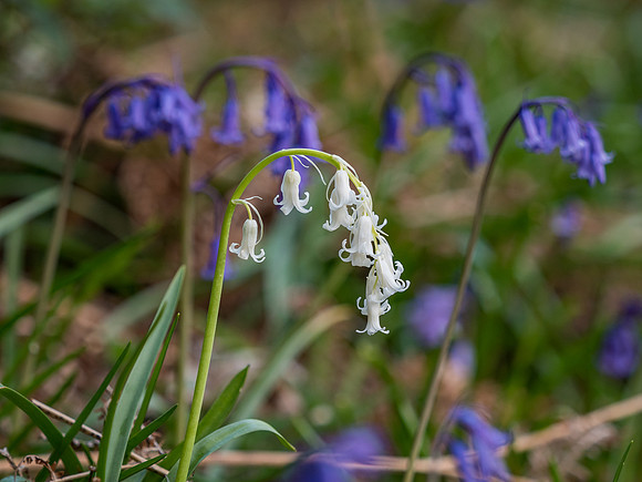 Ardachy Wood