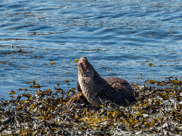 West Coast Otter