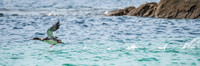 Red Breasted Merganser