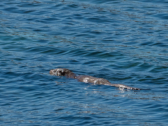 West Coast Otter