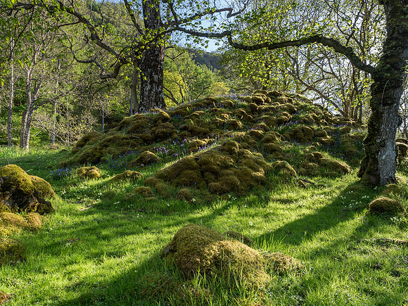 Elves Live Within