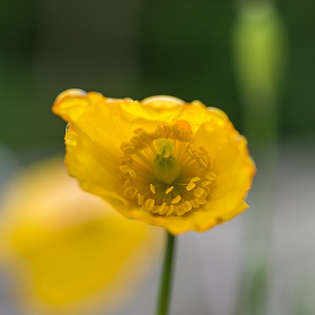 Welsh Poppies