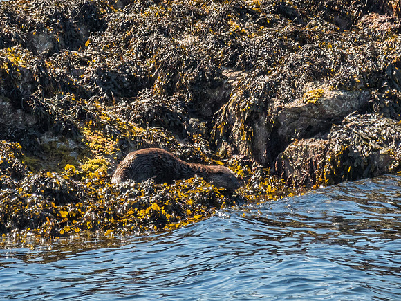 West Coast Otter
