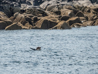 Otter