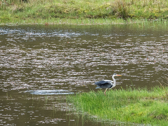 Grey Heron (Ardea cinerea)