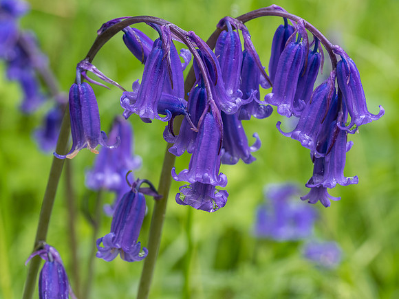Bluebells