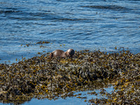 West Coast Otter