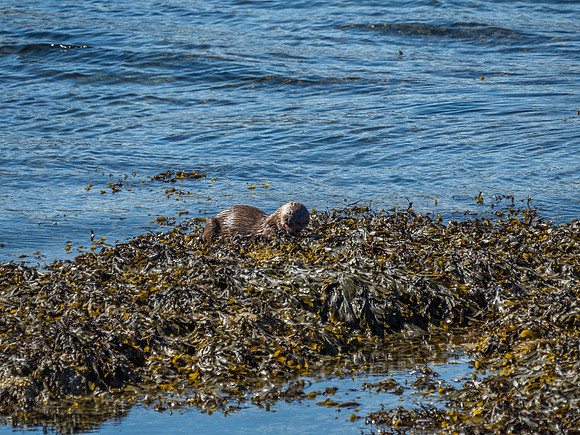 West Coast Otter