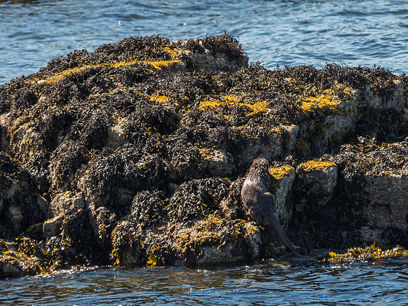 West Coast Otter