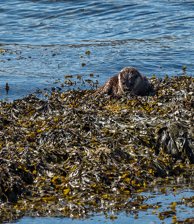West Coast Otter
