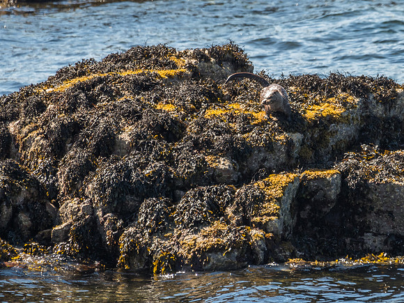 West Coast Otter