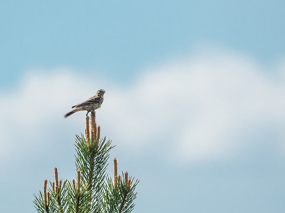 Meadow Pipit (Anthus Pratensis)