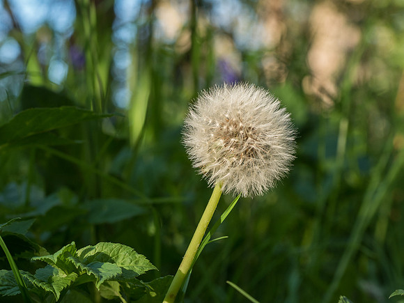 Urquhart Bay Wood Flowers