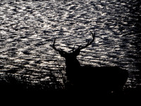 Stag Silhouette