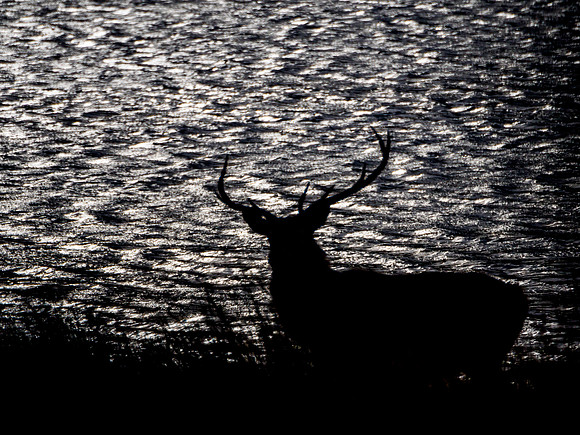 Stag Silhouette