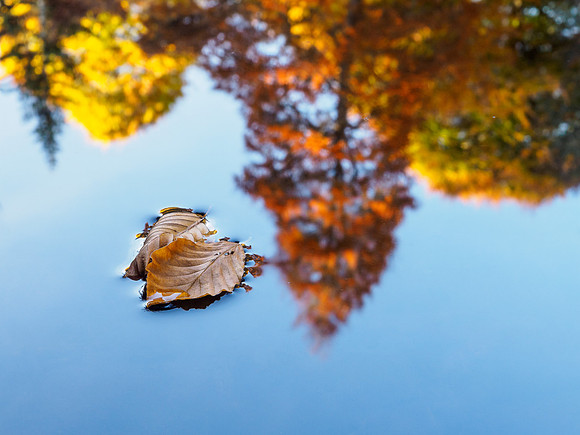 River Divie Reflections 2