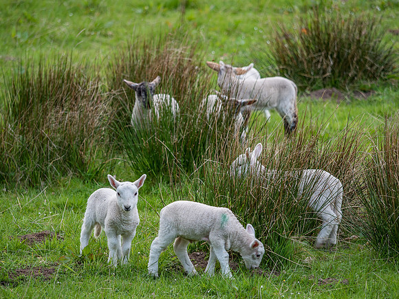 Lambs